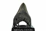 Fossil Megalodon Tooth - Georgia #151575-1